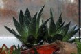 /album/priroda/gasteria-flow-jpg/